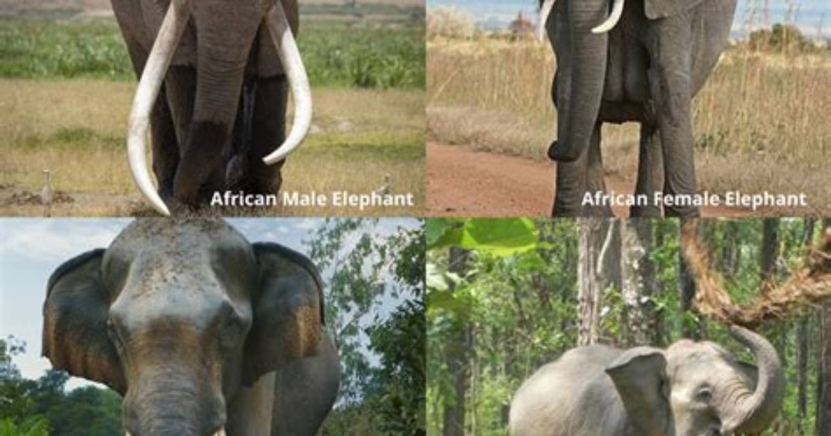Do All Elephants Have Tusk?