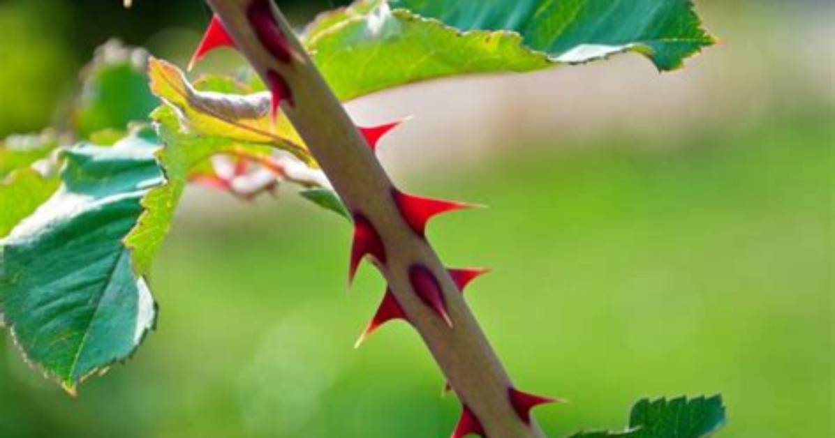 Do All Flowers Have Thorns