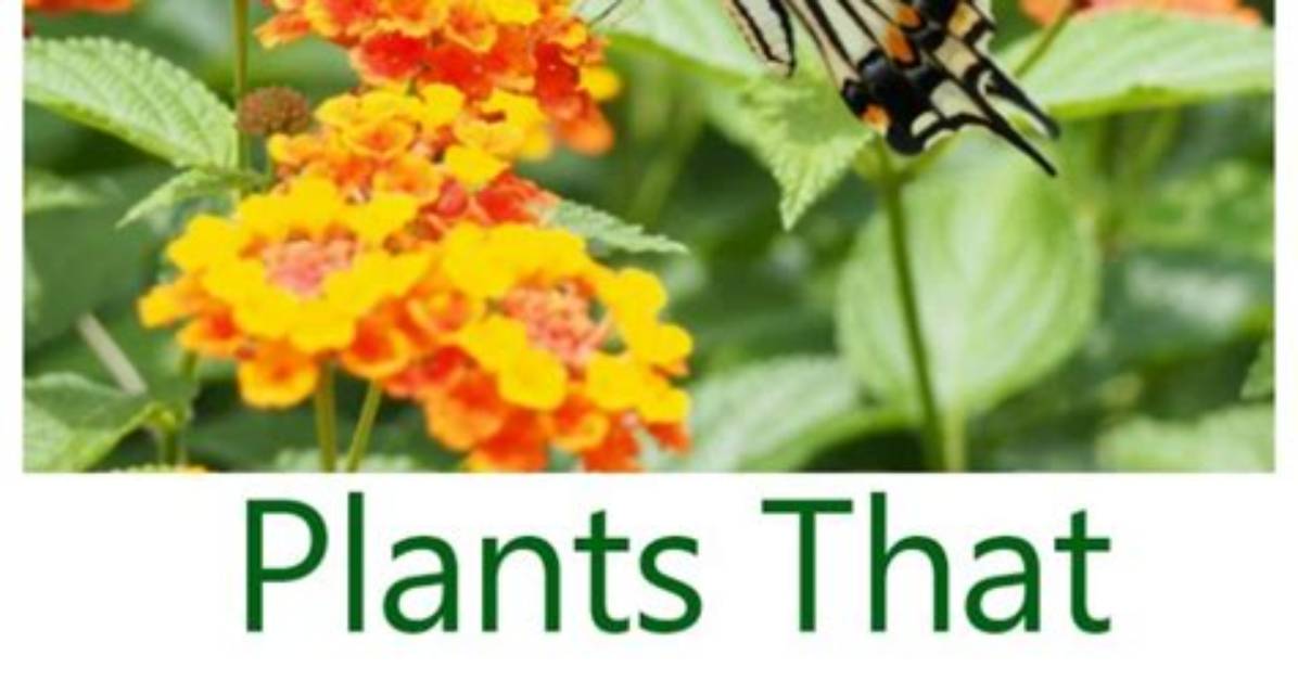 Do All Flowers Need Deadheading