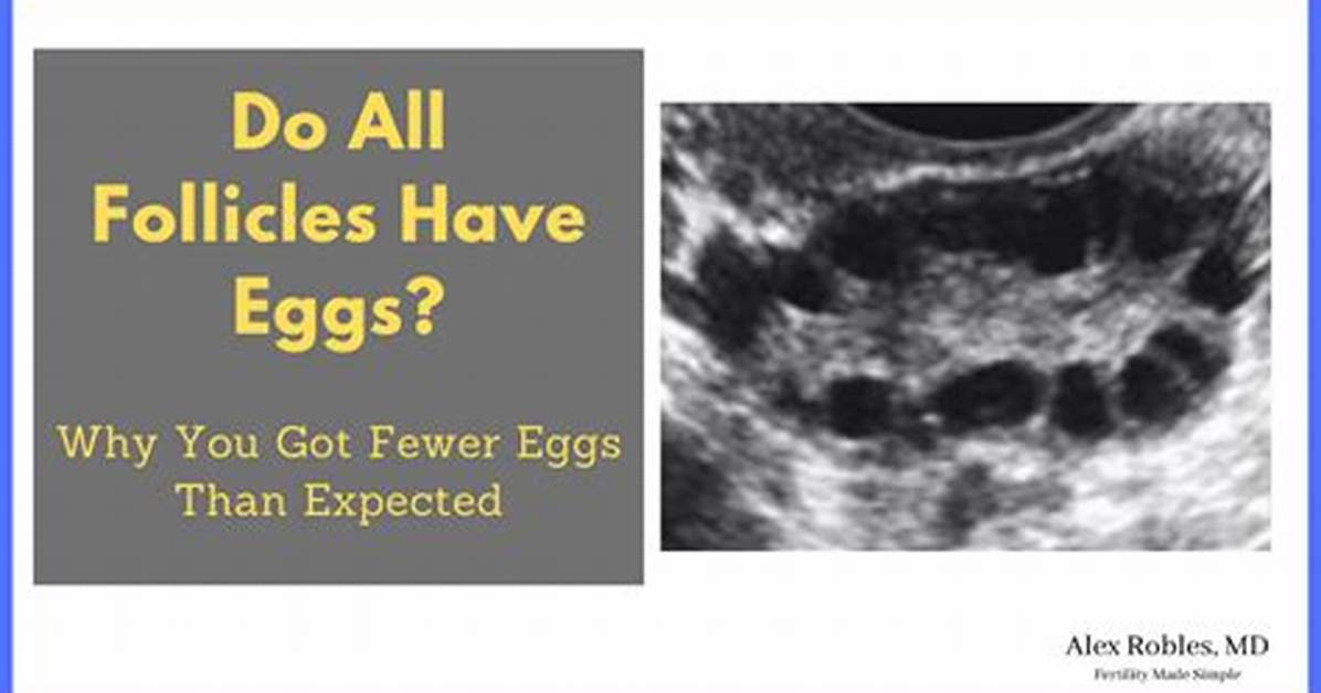 Do All Follicles Have Eggs?