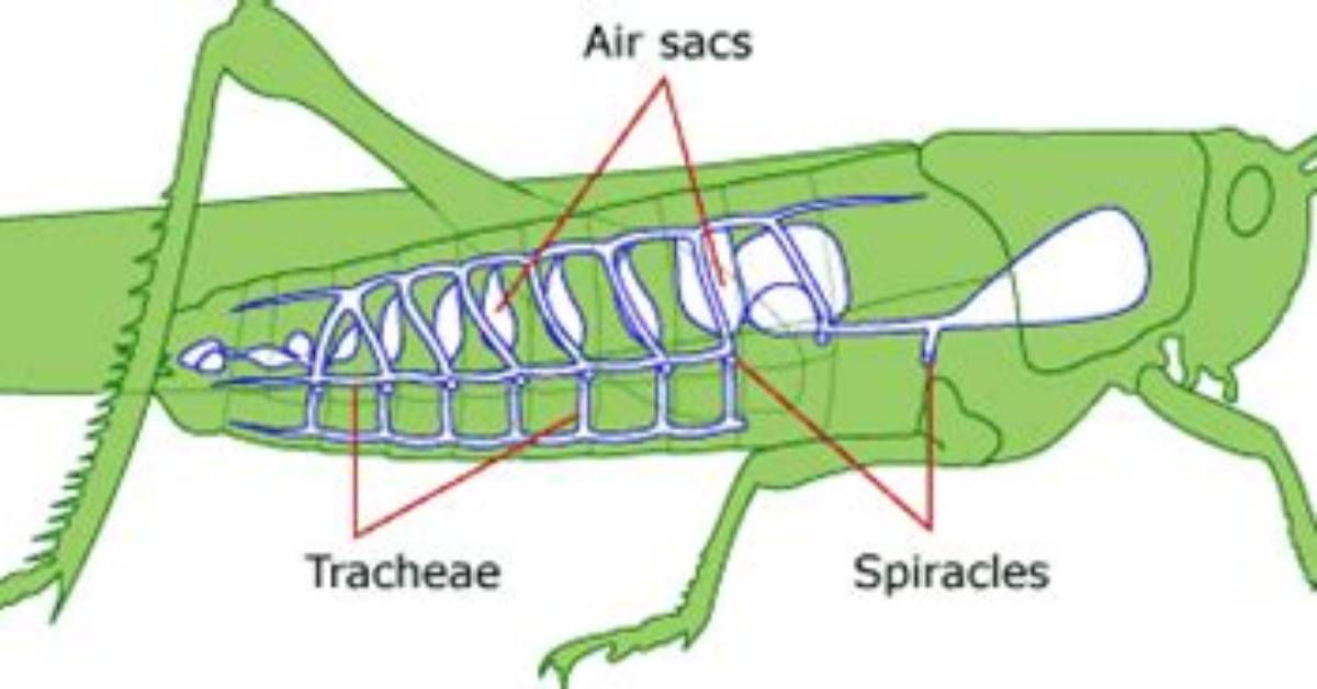 Do All Insects Breathe Through Spiracles?
