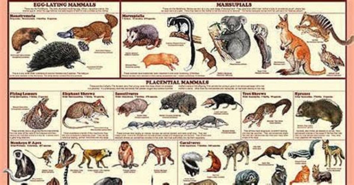 Do All Mammals Have a Backbone