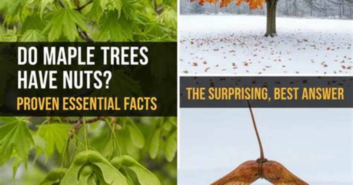 Do All Maple Trees Have Helicopters?