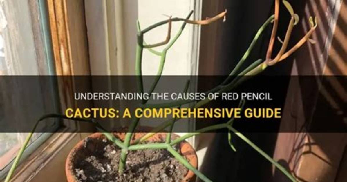 Do All Pencil Cactus Turn Red?