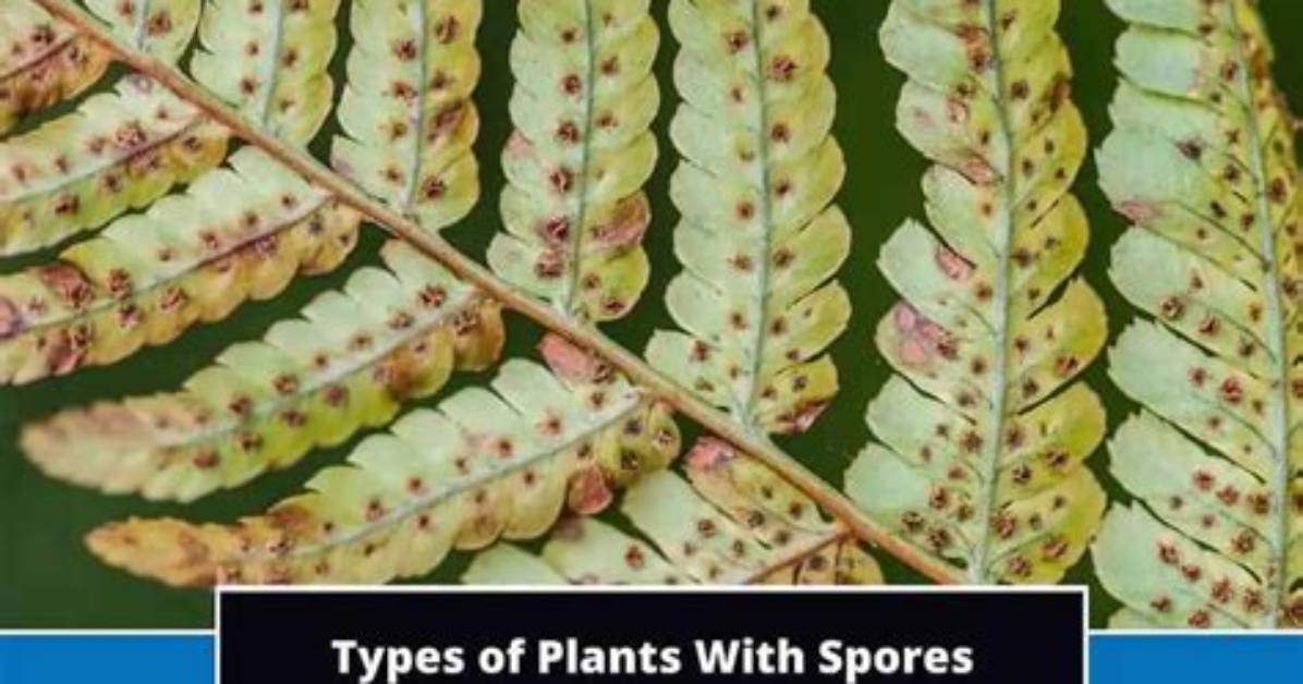 Do All Plants Have Spores?