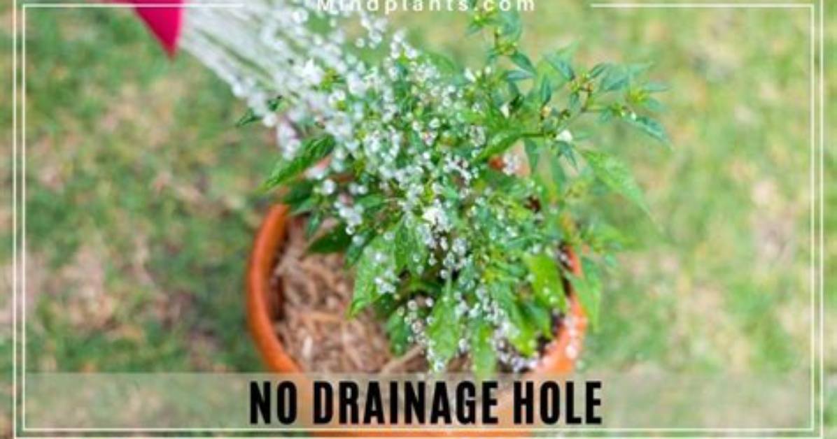 Do All Plants Need Drainage