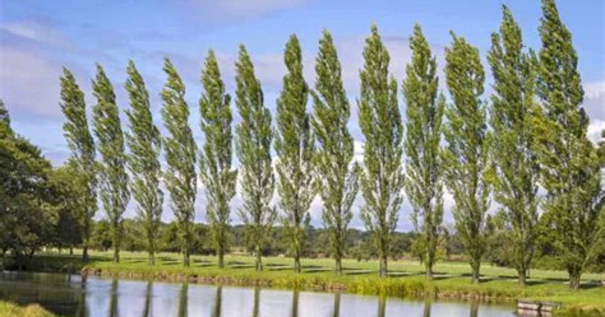 Do All Poplar Trees Fuzz
