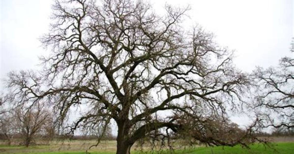 Do All Trees Go Dormant
