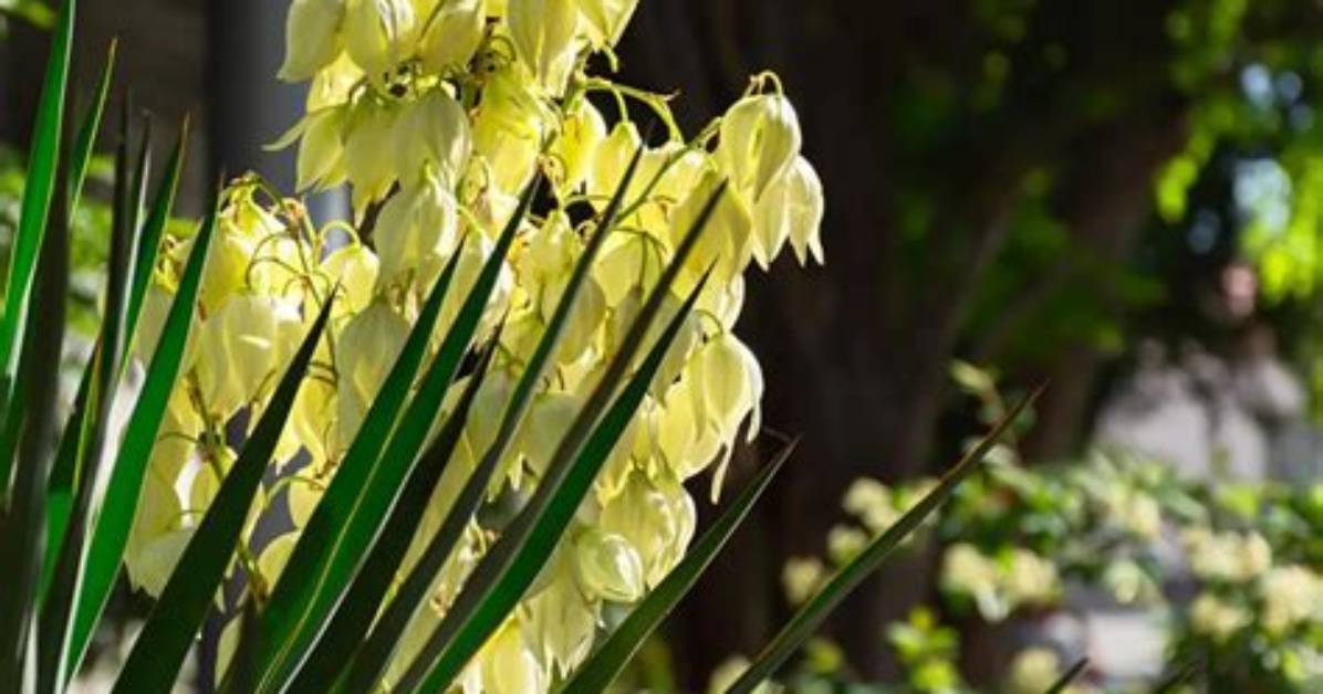 Do All Yuccas Flower?
