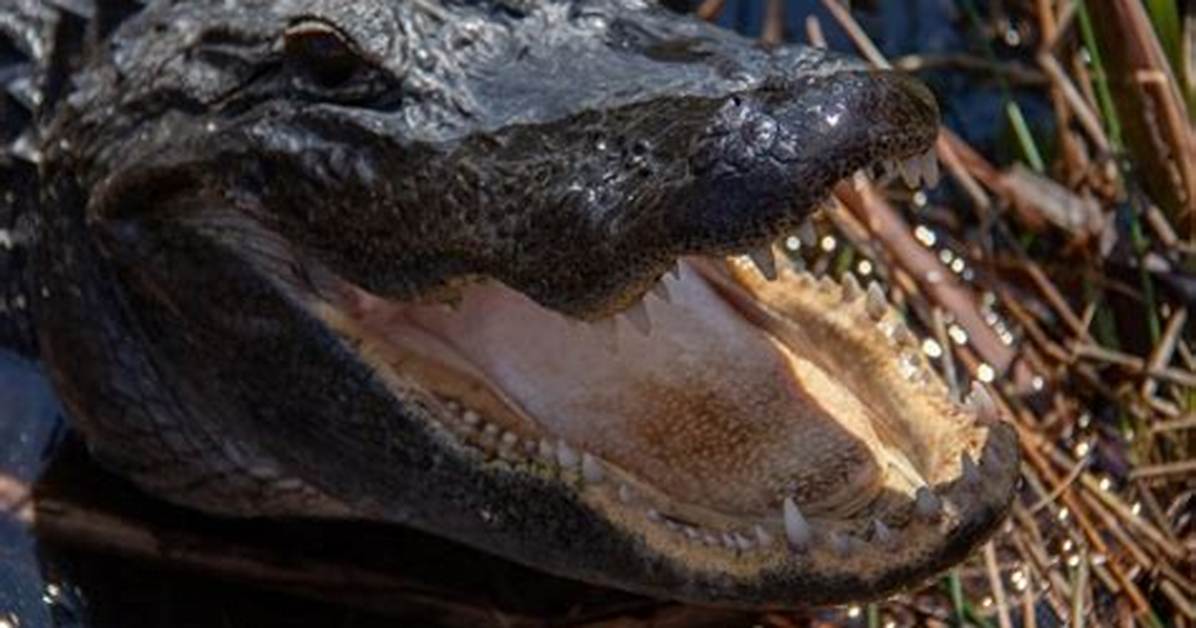 Do Alligators Smell Bad?