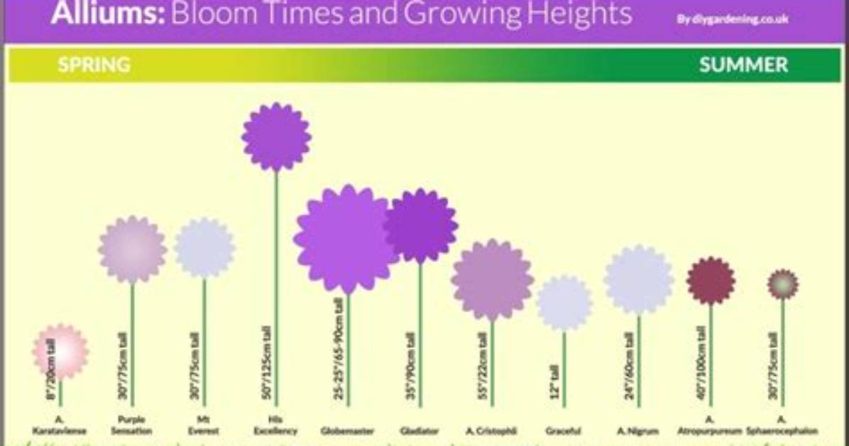 Do Allium Bulbs Spread