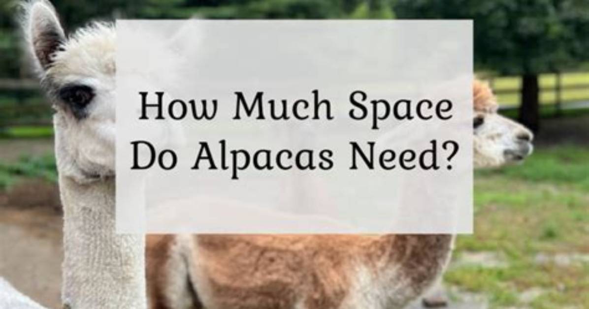 Do Alpacas Go Crazy?