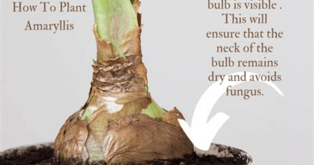 Do Amaryllis Bulbs Multiply?