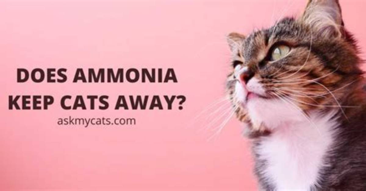 Do Ammonia Keep Cats Away?