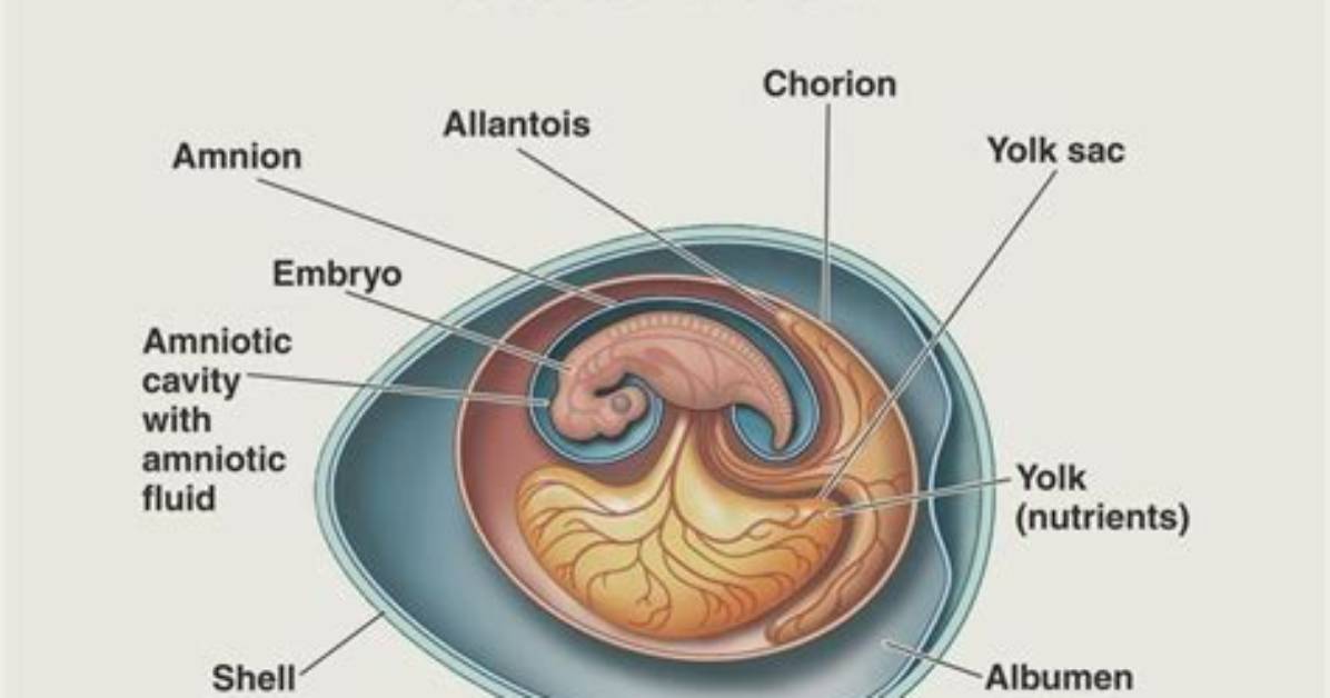 Do Amniotes Lay Eggs?