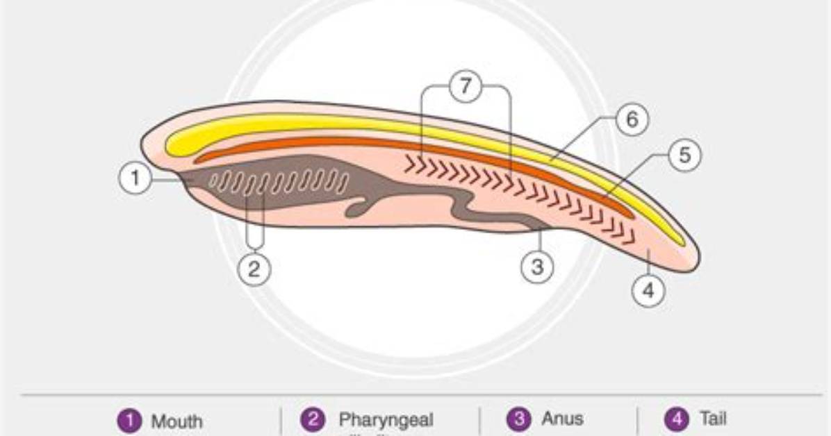Do Amphioxus Have a Backbone?