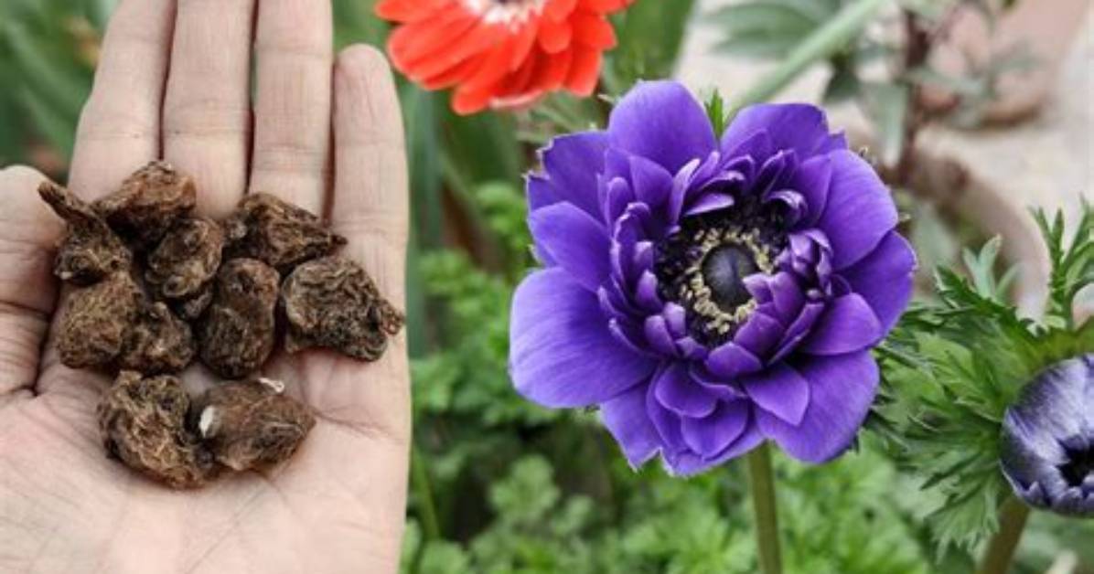 Do Anemone Bulbs Multiply?
