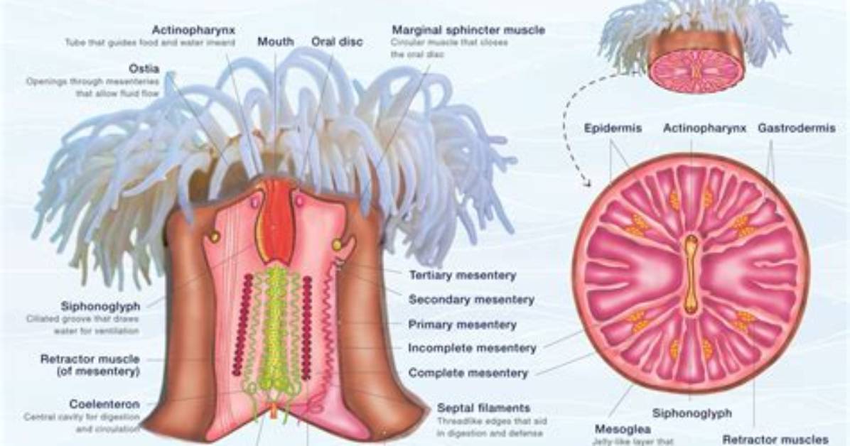 Do Anemones Have Brains