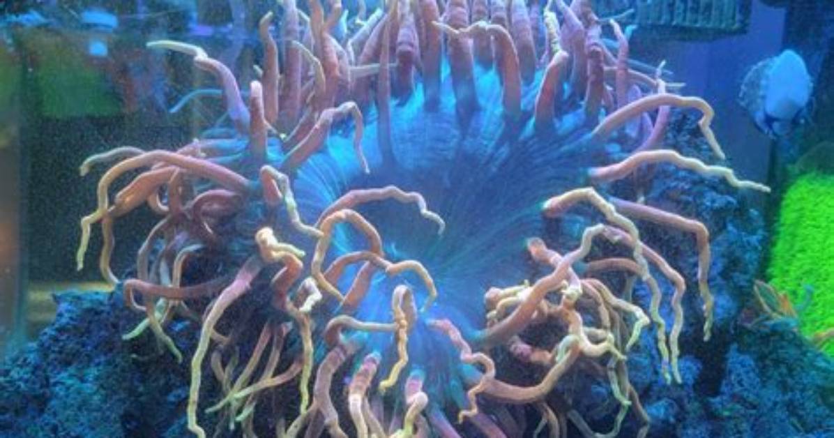 Do Anemones Multiply