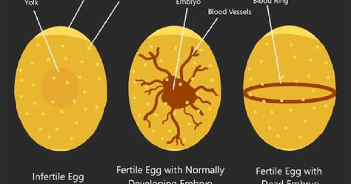 Do Aneuploid Eggs Fertilized?