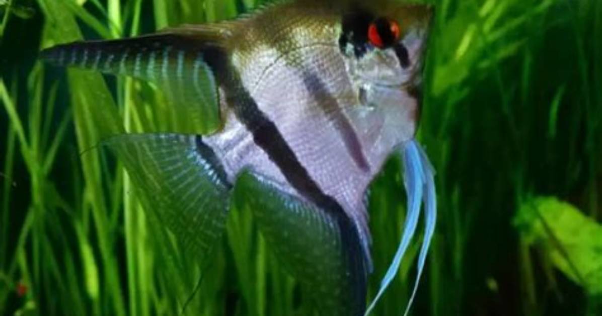 Do Angel Fish Have Teeth