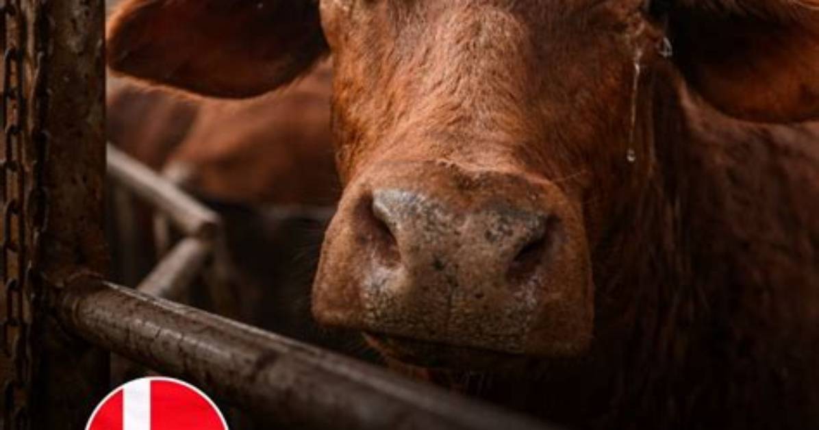 Do Animals Fear Slaughter?
