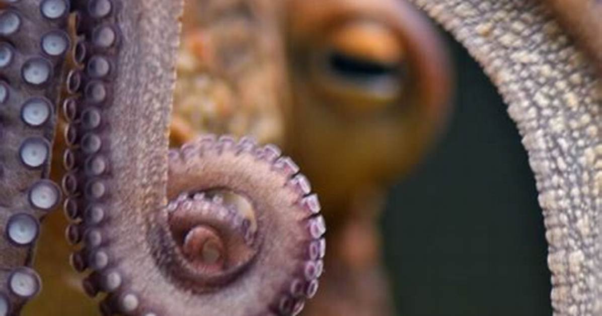 Do Animals Feel Greed?
