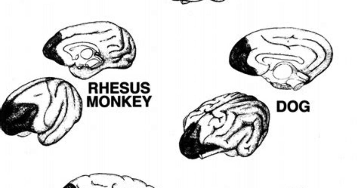 Do Animals Have a Prefrontal Cortex