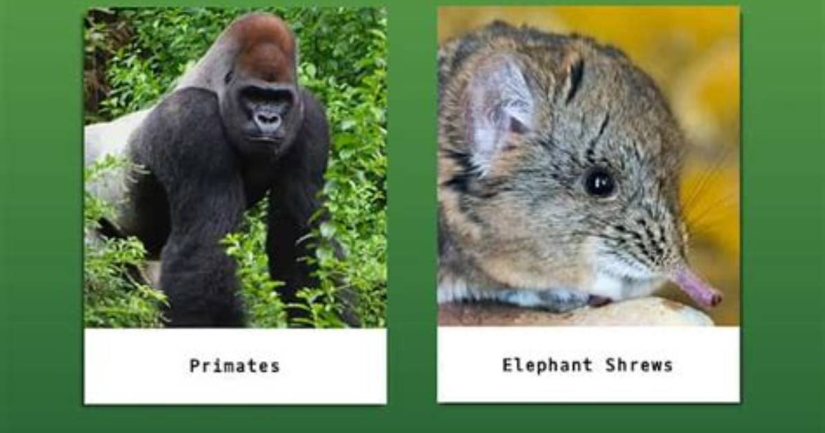 Do Animals Have Cerebrum?
