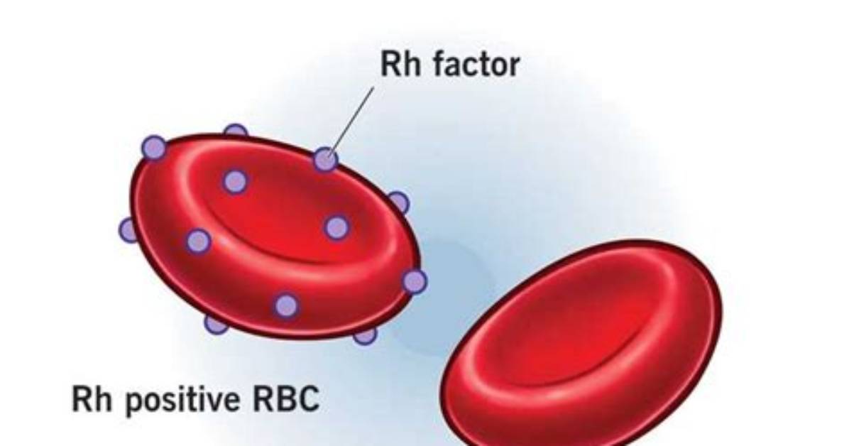 Do Animals Have Rhesus Factor?