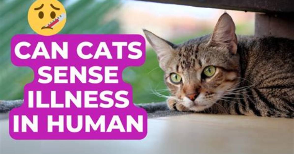 Do Animals Sense Illness?