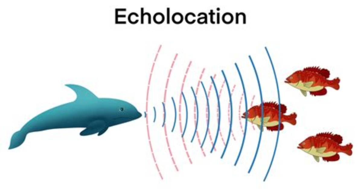 Do Animals Use Echo Sounding?