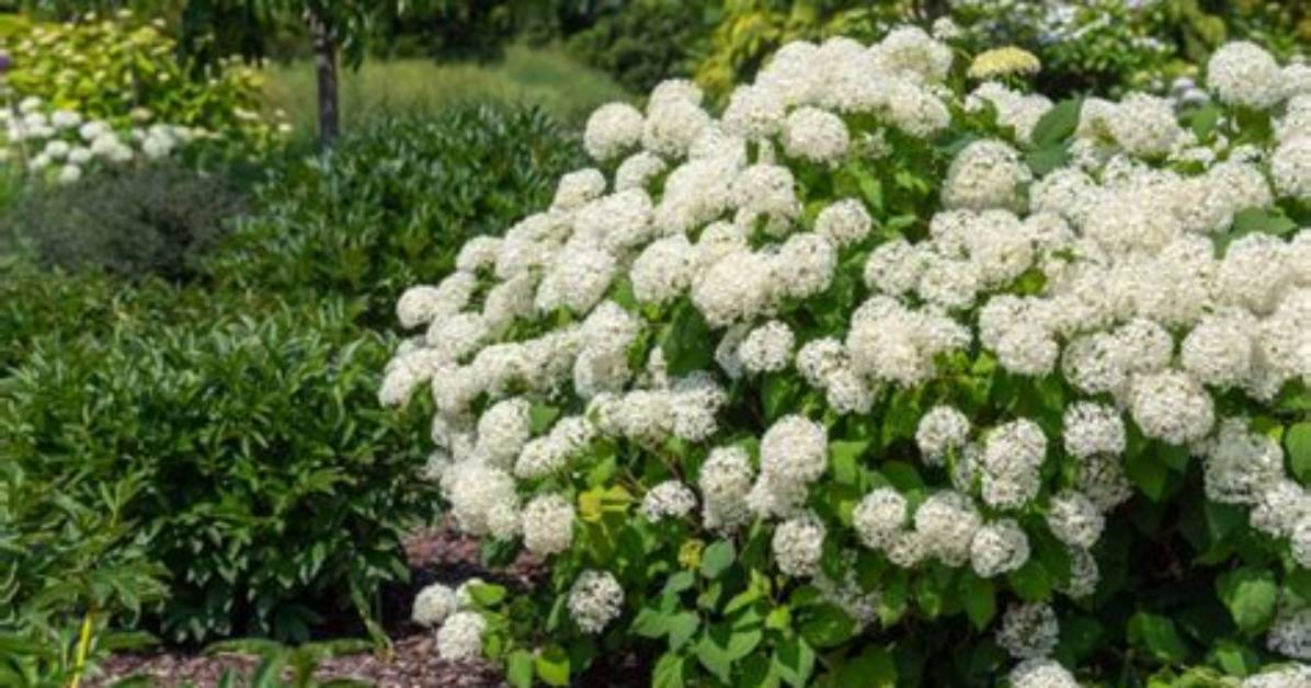 Do Annabelle Hydrangeas Do Well in Full Sun