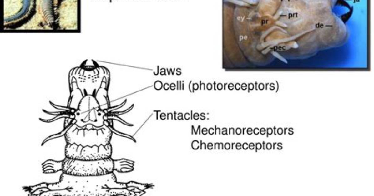 Do Annelids Have Cephalization?