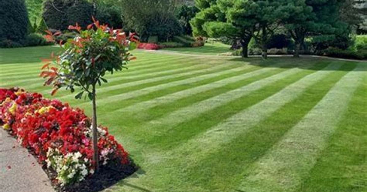 Do Annuals Need Fertilizing