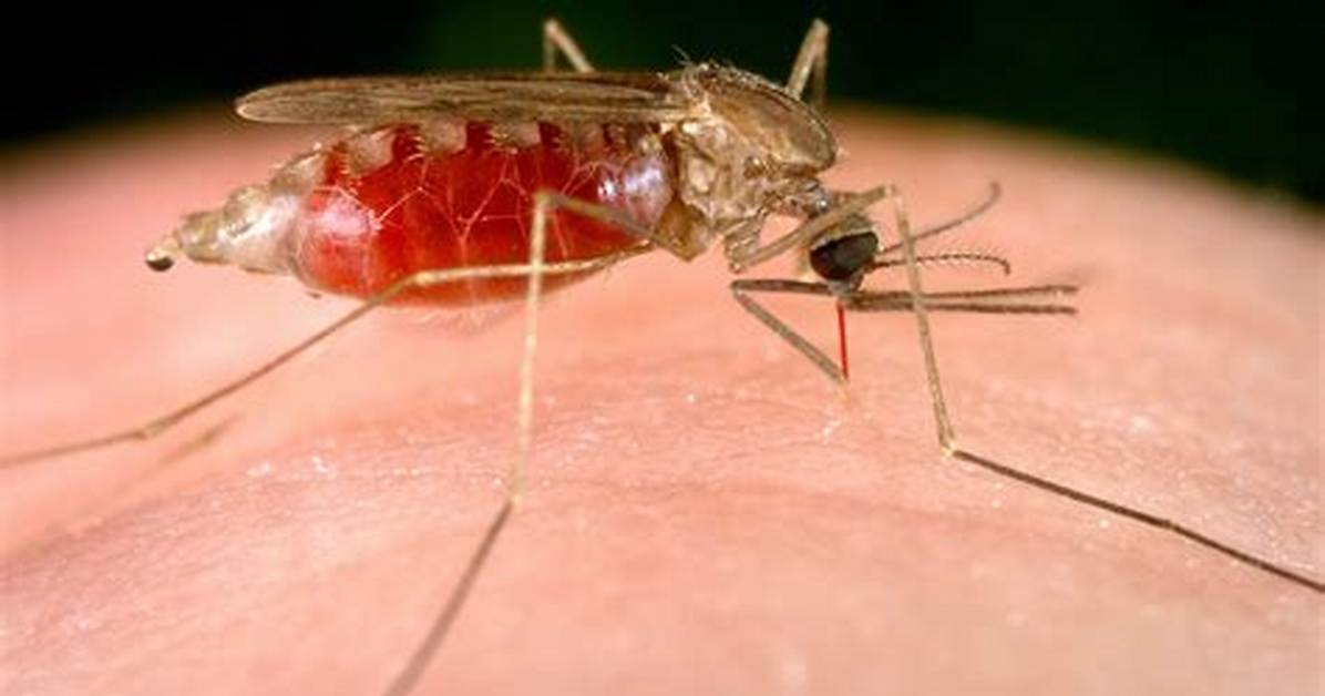 Do Anopheles Gambiae Bite?