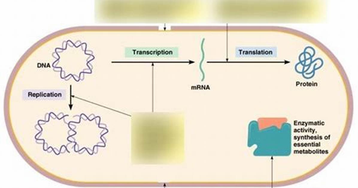 Do Antibiotics Keep Working After Finished?