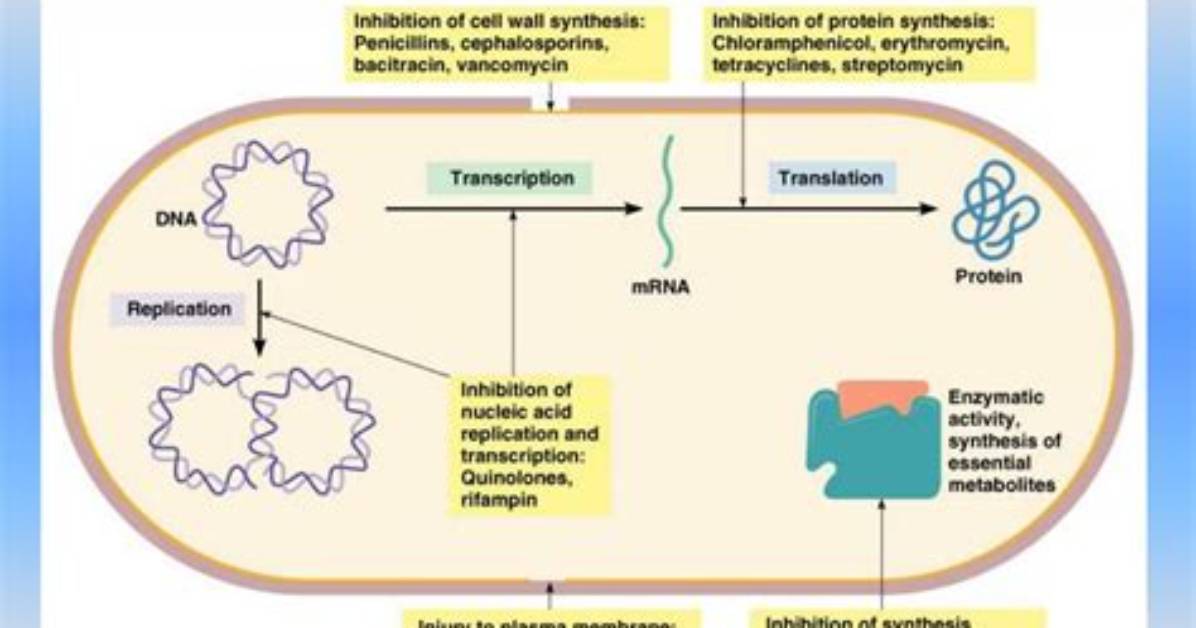 Do Antibiotics Work Quickly?