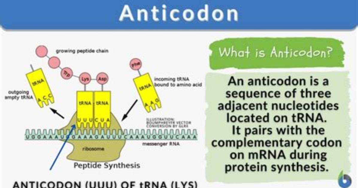Do Anticodons Have Thymine?