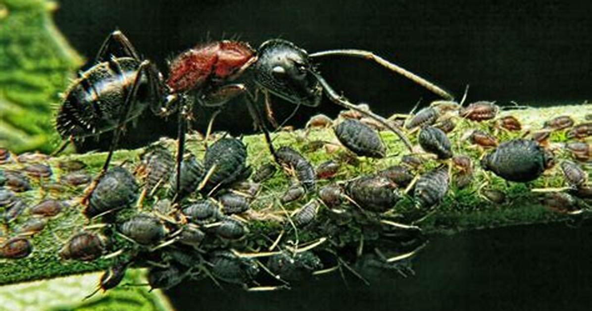 Do Ants and Aphids Have a Mutualistic Relationship?