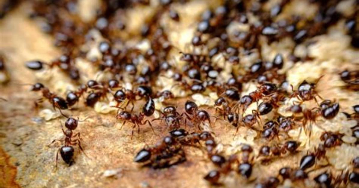 Do Ants Attack Babies