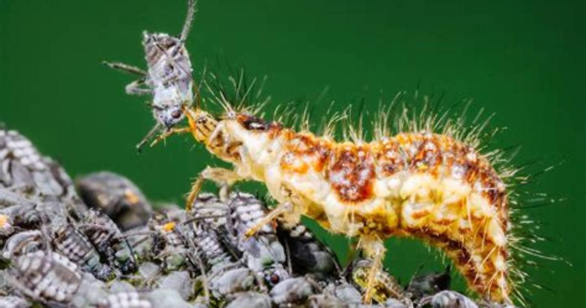 Do Ants Eat Lacewing Larvae