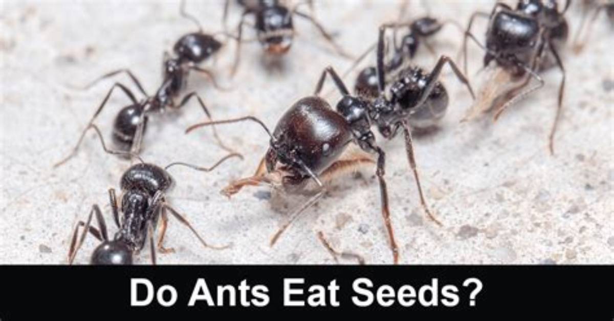 Do Ants Eat Seeds in the Garden?