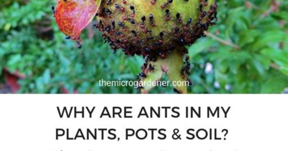 Do Ants Harm Plants in Pots?