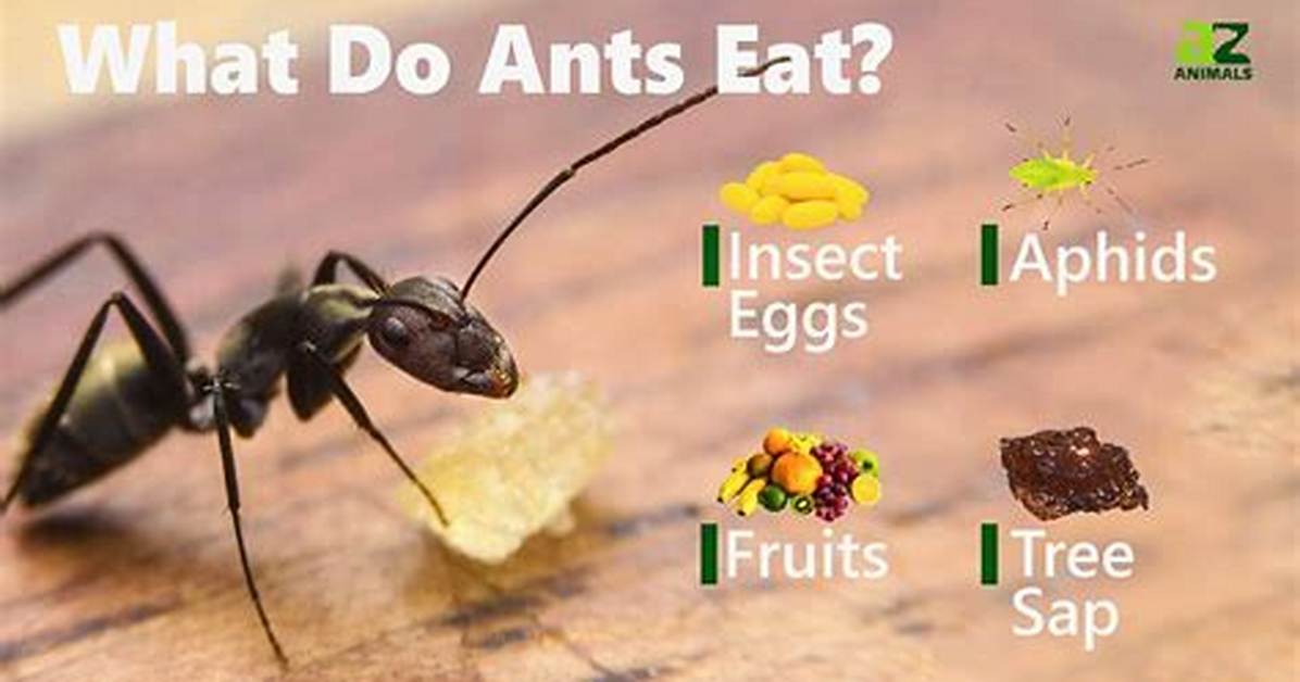 Do Ants Have Meat