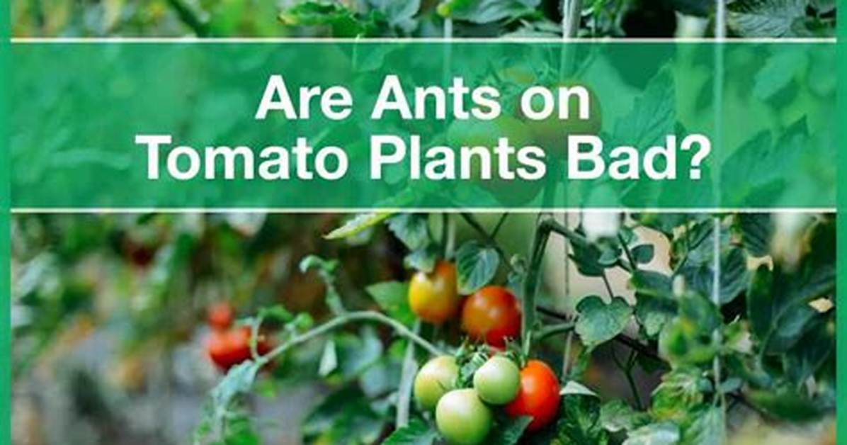 Do Ants Hurt Vegetable Plants?