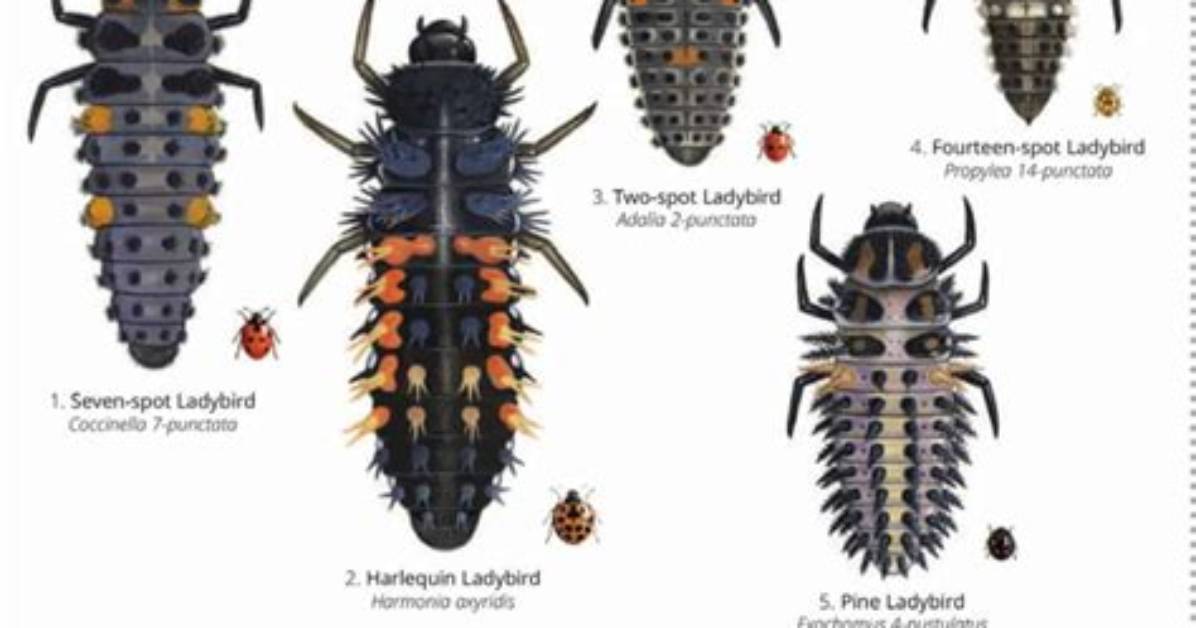 Do Ants Kill Ladybird Larvae?