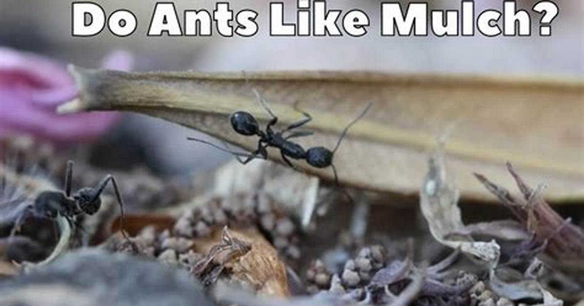 Do Ants Like Bark Mulch