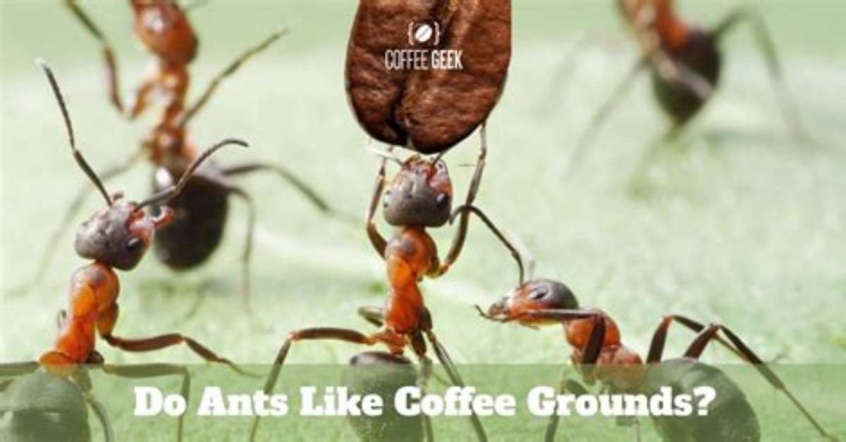 Do Ants Like Black Coffee