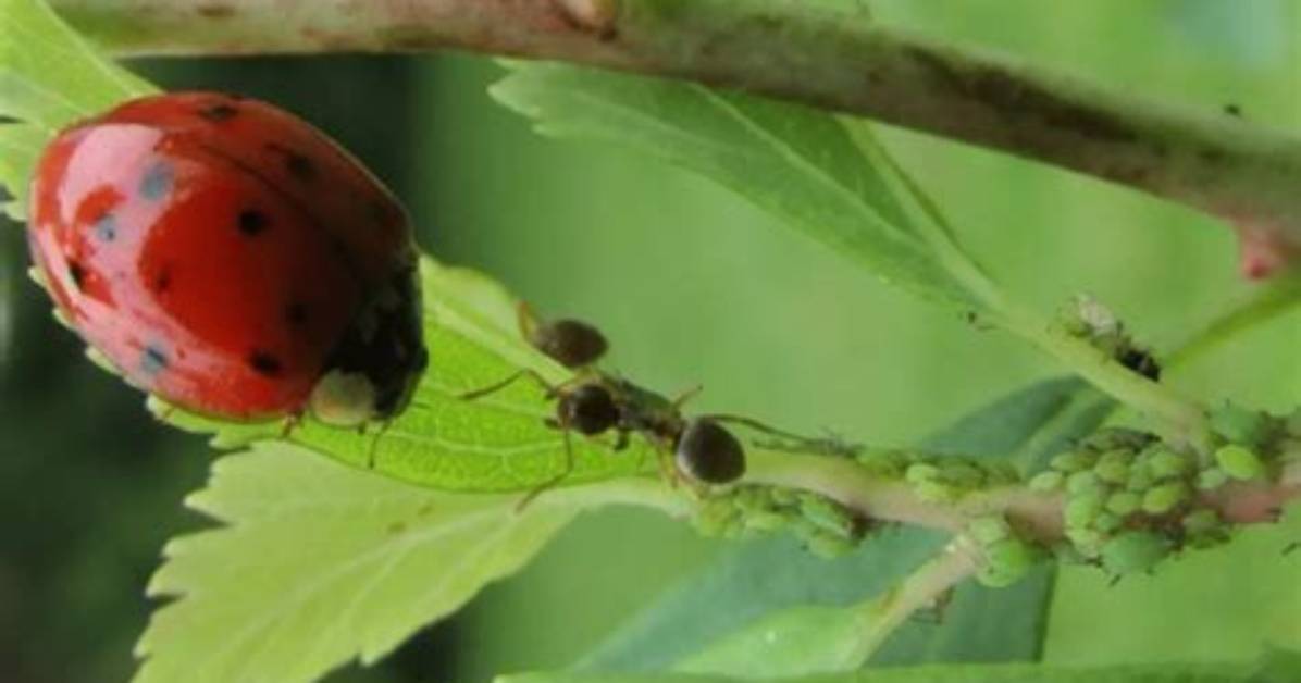 Do Ants Make Aphids Worse